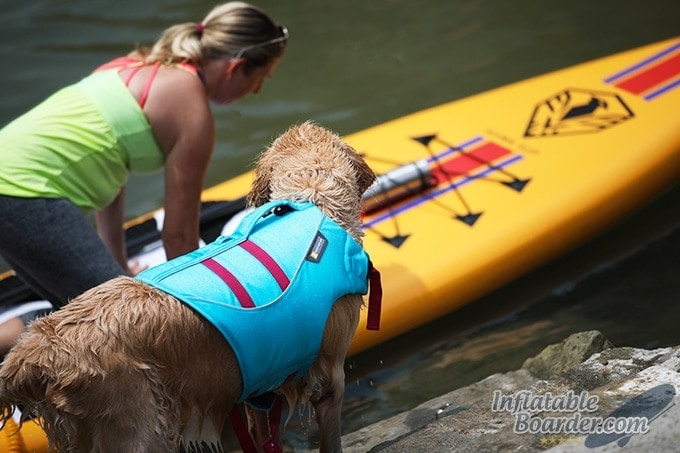 How to SUP with a Pup